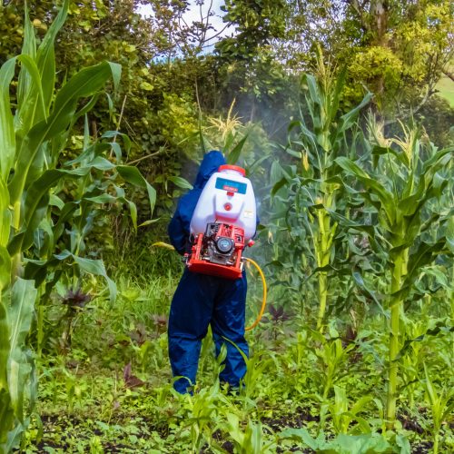 Our Teams’ Tireless Commitment to Intact Harvests and Food Security